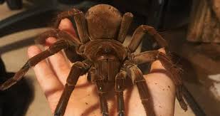 Camel spiders are actually solpugids, not true spiders and related to scorpions. How Much Does A Spider Weigh With 11 Examples Beyond The Treat