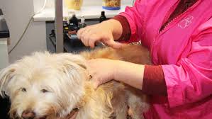 Politik in nrw wetter in nrw stellenangebote corona in nrw. Gerichtsentscheidung Hunde Durfen Auch Im Lockdown Zum Friseur Panorama Nordbayern De