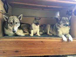 Image result for západosibiřská lajka