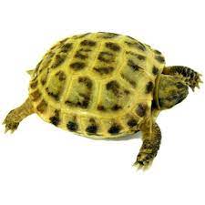 Maybe you would like to learn more about one of these? Russian Tortoises Big Apple Pet Supply