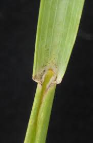 Image result for Heteropogon