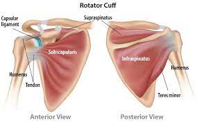 The Shoulder Health Essentials Juggernaut Rotator Cuff Shoulder Muscles Tight Hip Flexors