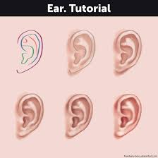 Ear Tutorial By Anastasia Berry Ear Art How To Draw Ears Digital Painting Tutorials