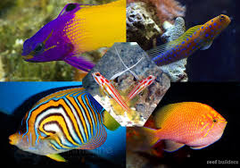 Buying direct from the florida keys is an incredible advantage. Top 5 Saltwater Fish We Wish Were Domesticated Reef Builders The Reef And Saltwater Aquarium Blog
