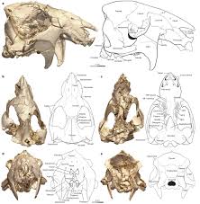 Image result for Paratheria