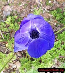 Anemone Plant Blue Flower Plants Anemone Plant Pictures