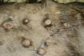 Mast cell tumors can form plaques or nodules on the skin (usually on the head and neck, but they can be anywhere) or cause enlargement of the spleen and/or intestine. Mast Cell Tumors Mar Vista Animal Medical Center