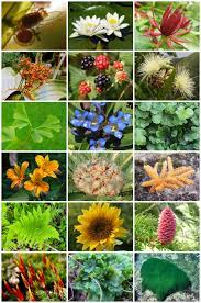 Gambar pertandingan fotografi tema tumbuh tumbuhan foto seri pagi picture. Tumbuhan Wikipedia Bahasa Indonesia Ensiklopedia Bebas