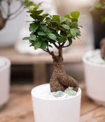 Caring For Your Bonsai House Home Tips West Coast Gardens In 2020 Plants Indoor Plants Big Indoor Plants
