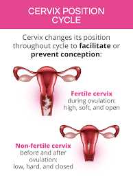 Image result for cervix position