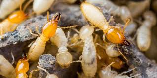 Free quote for all pest control no technician currently available. Termite Control Services In Virginia Termite Treatment Va Getem Services