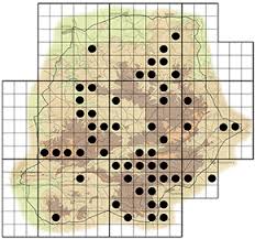 Image result for Pavetta zeyheri