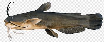 Maybe you would like to learn more about one of these? Catfish Png Images Pngwing