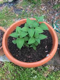 We did not find results for: 2019 Georgia Native Plants Potted Garden Jamie Bourgeois