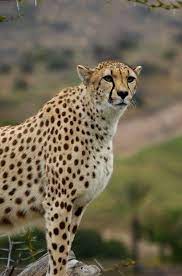 Cheetah Standing Proud Animals Beautiful Wild Cats Savanna Animals
