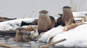 River otters like to slide around, while sea otters spend most of their time swimming in the water, but they both have plenty of predators to worry about. An Otter Success Neef