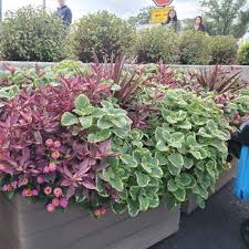 Image result for Coleus thyrsoideus