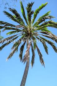 Image result for Cocos nucifera