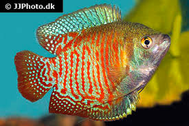 Sunset gourami ( one pair ) 2. Dwarf Gourami Care Size Life Span Tank Mates Breeding