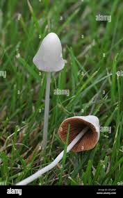 Image result for Conocybe lactea