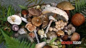 Cresce sui tronchi delle betulle nelle regioni fredde. Mostra Fotografica La Stagione Dei Funghi