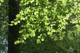 Image result for Fagaropsis