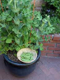 Succulent that looks like pea pods. How To Grow Sugar Snap Peas Hgtv