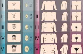 Image result for Sexual Development