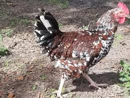 We did not find results for: Lister Farm Origin Of The Speckled Sussex Chicken Breed Facebook