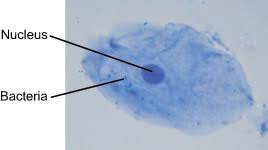So that genetic information can reach all organelles in the cell easily. Human Cheek Experiments On Microscopes 4 Schools