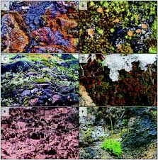 We did not find results for: A Perspective On Ecologically Relevant Plant Uv Research And Its Practical Application Photochemical Photobiological Sciences Rsc Publishing Doi 10 1039 C8pp00526e