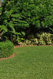 When How To Plant Grow St Augustine Grass Scotts Shade Grass Outdoor Garden Sheds Backyard