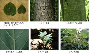 シナノキ オオバボダイジュ