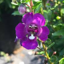 Image result for Pentas angustifolia