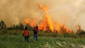 Foto oleh rony muharrman/antara foto/via reuters. Menteri Lhk 3 Perusahaan Malaysia Terlibat Pembakaran Hutan