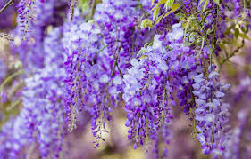 Spring hd wallpaper, beautiful spring images, and spring backgrounds. Wallpaper Flowers Branches Nature Background Color Beauty Spring Flowering Cascade Lilac Beautiful Inflorescence Lilac Blooming Spring Wisteria Images For Desktop Section Cvety Download