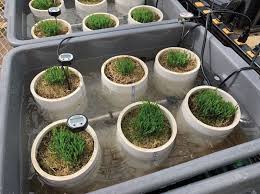 Image result for Poa annua