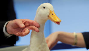 * if a dislocation requires open reduction, we will pay double the amount shown. 20 Things You Didn T Know About Aflac