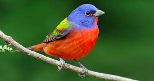 We did not find results for: Painted Bunting Identification All About Birds Cornell Lab Of Ornithology