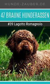 47 braune hunderassen hunde rassen hunderassen hunde