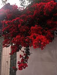 Discover And Share The Most Beautiful Images From Around The World Red Aesthetic Maroon Aesthetic Aesthetic Colors
