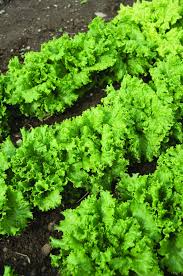 Image result for Lettuce Green 1972 Hussmann