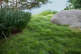 Image result for Carex