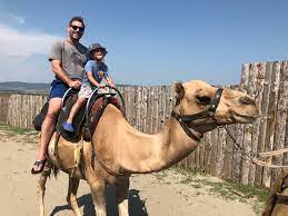 In 1993 we already had 60 animals. Camel Park Sunny Beach Bulgaria Amazing Wow A Must Do Experience For Animal Lovers Review Of Camel Park Sunny Beach Ravda Bulgaria Tripadvisor
