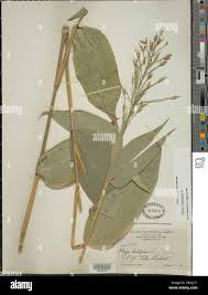 Image result for Olyra latifolia