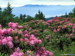 Rhododendrons Roan Mountain North Carolina North Carolina Mountains Rhododendron Beautiful Mountains