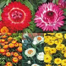 Die Strohblume Tipps Zur Richtigen Pflege Und Trocknung Bienenfreundliche Pflanzen Pflanzen Blumen