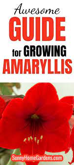 How To Grow And Care For Amaryllis Amaryllis Care Amaryllis Plant Amaryllis