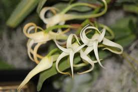 Image result for Cyrtorchis chailluana