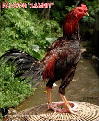 Menakjubkan 20 Gambar Lucu Ayam Ekor Lidi Richa Gambar